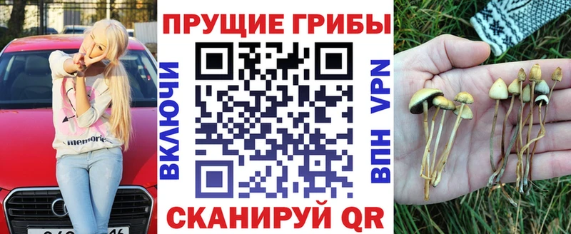 Купить где  Вилюйск  Псилоцибиновые грибы Psilocybe 